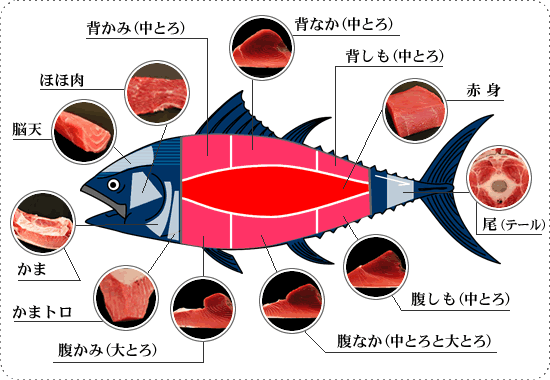 看完這篇再吃金槍魚，連日料店老板都要敬你三分