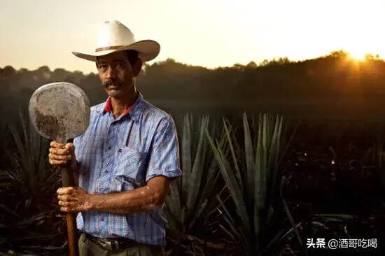 龍舌蘭酒入門，龍舌蘭經典的傳統喝法？