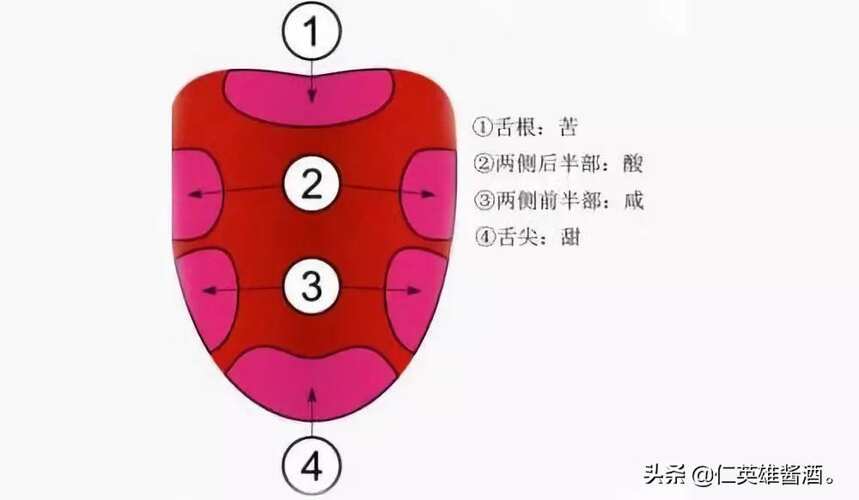 白酒品鑒入門「三步曲」