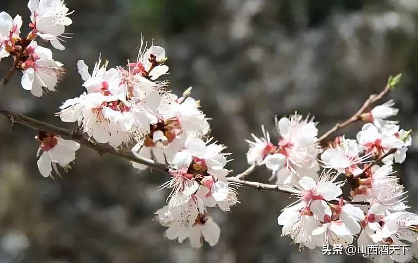 6000年前，這里一定杏花盛開，美酒飄香