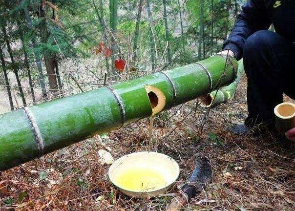 網紅竹子酒的騙局你看明白了沒有？它到底有多坑？