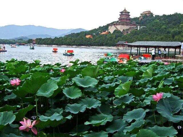 老北京夏天最愛的白酒——蓮花白 原是宮廷御酒