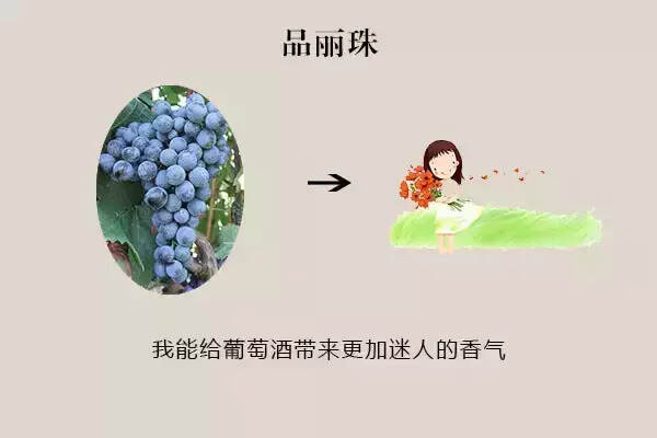 波爾多紅酒用的什么葡萄釀造（簡述波爾多紅酒是什么葡萄品種）