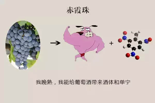 波爾多紅酒用的什么葡萄釀造（簡述波爾多紅酒是什么葡萄品種）