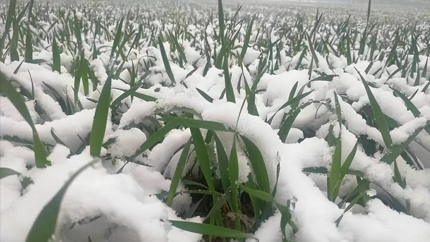 今日大雪，萬物閉藏入仲冬