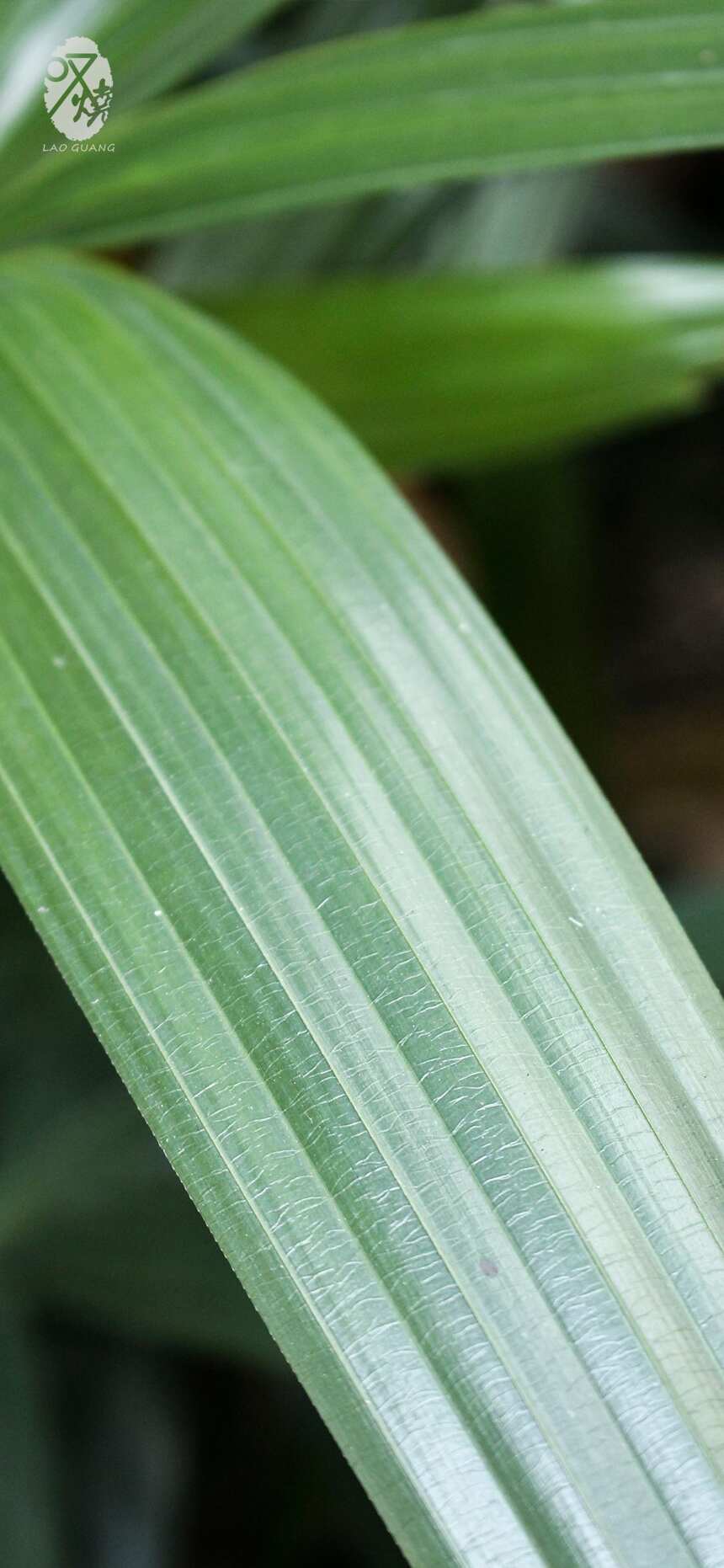 葉子的美態，高清蘋果手機 iphoneX壁紙