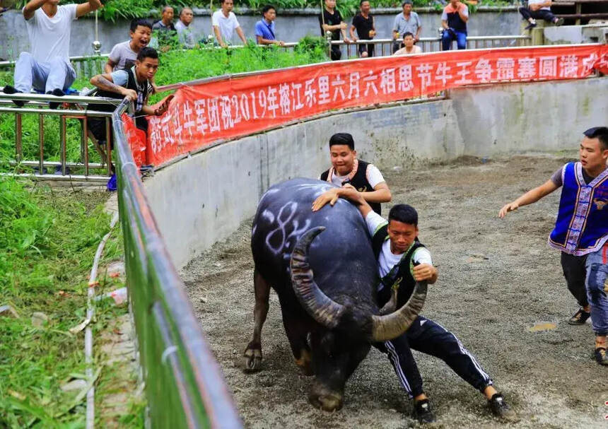 “牛魔王”也來參演貴州的民俗文化活動？