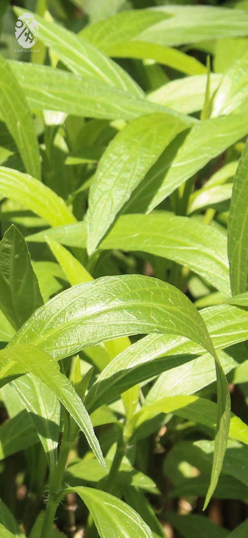 葉子的美態，高清蘋果手機 iphoneX壁紙