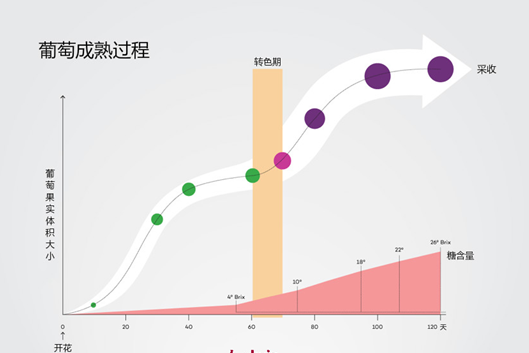 小小葡萄也會“變臉”？