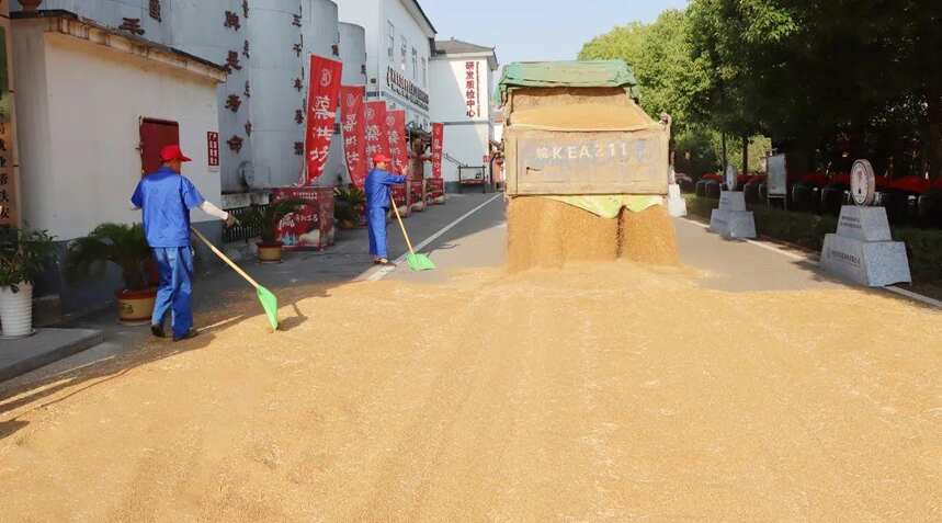 蔡洪坊釀酒專用糧種植基地6000畝小麥再獲豐收