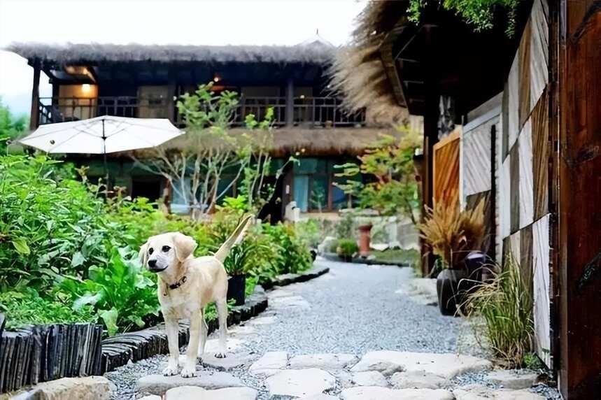 擁有一個院子，坐看花開花落云卷云舒