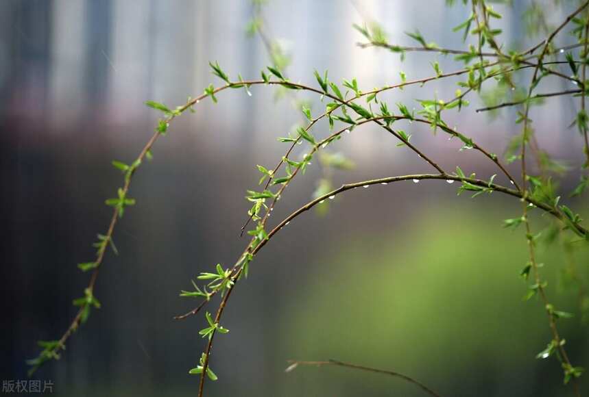 春雨如酒，醉了青山，入了芳菲