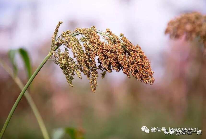 醬香酒三個獨特的工藝特點，都與紅纓子高粱有關