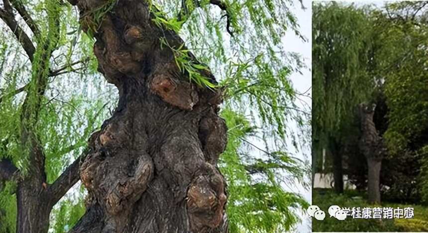 杜康—華夏釀酒鼻祖