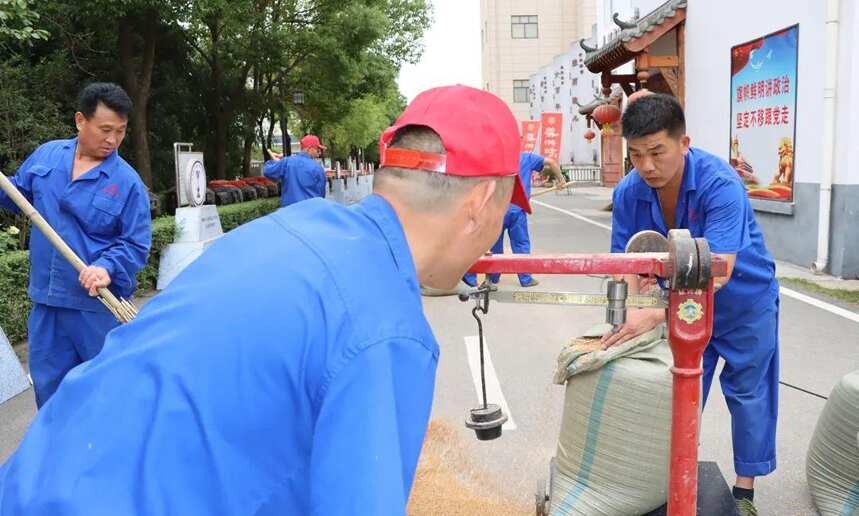 蔡洪坊釀酒專用糧種植基地6000畝小麥再獲豐收