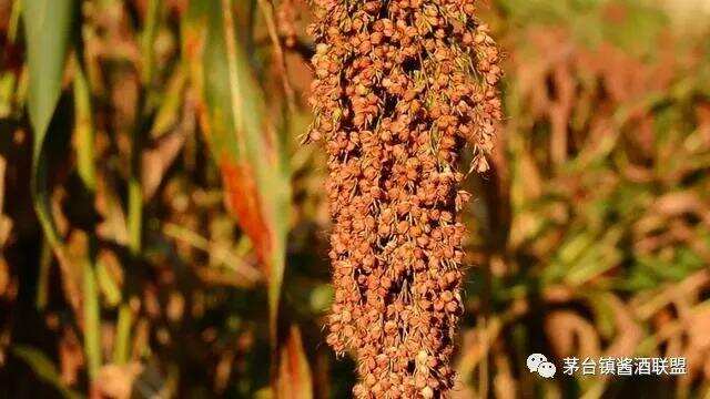 茅臺酒要九次蒸煮，為何只有七次取酒？