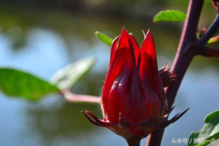 用稀奇的玫瑰茄“紅桃k”泡酒喝，身體會發生怎樣的變化？