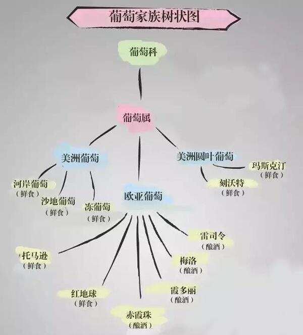 平時吃的葡萄為什么不能釀酒？看完這7點才恍然大悟！