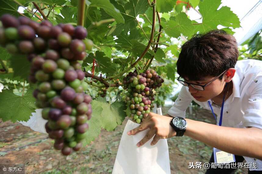 什么叫葡萄酒風味，真相原來是這樣