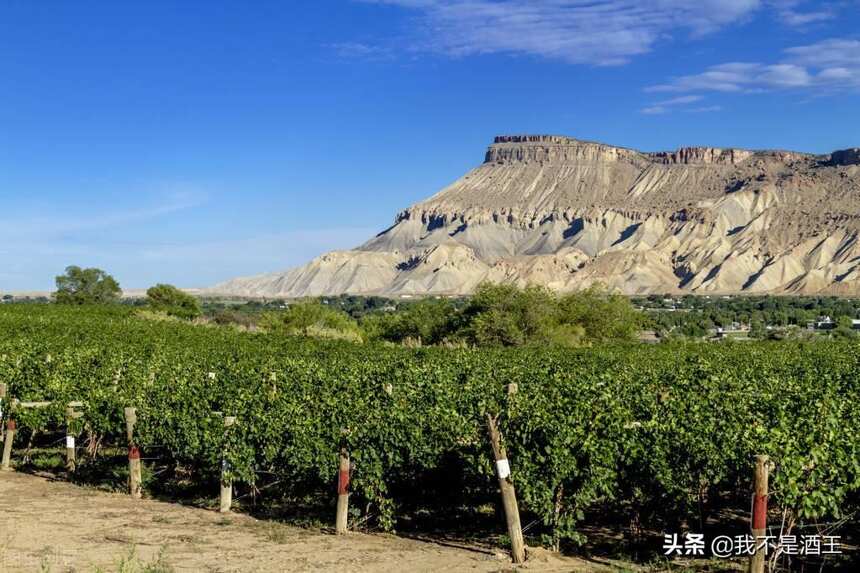 智利未來之星南部產區(Southern Region)