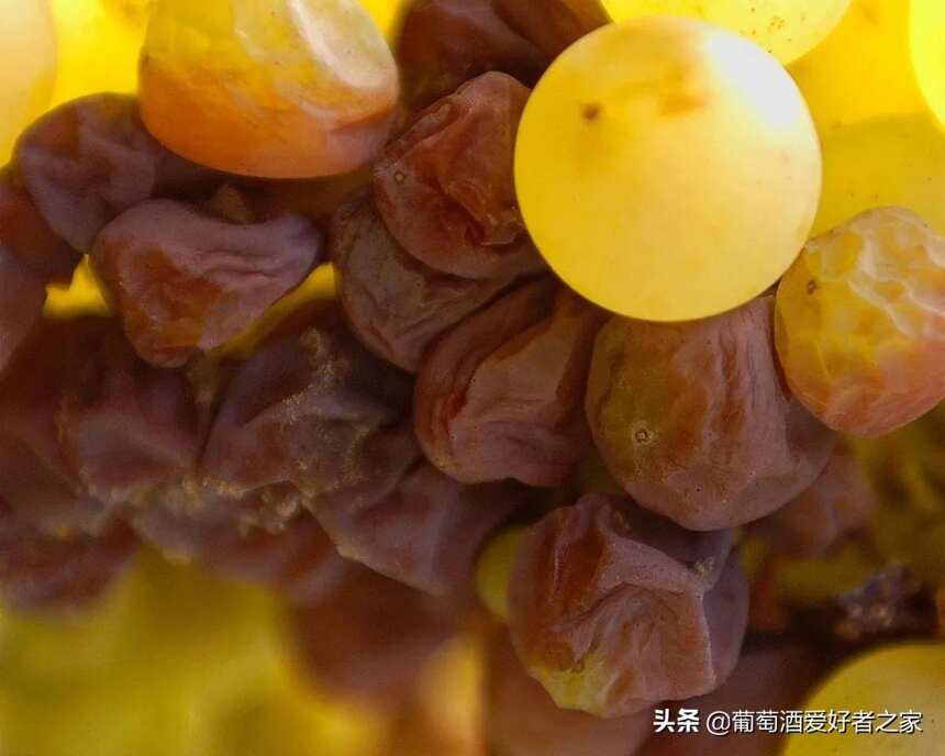 蘇玳VS托卡伊，有何不同？