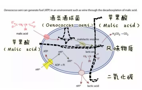 葡萄色澤越深，酒體就越豐滿？