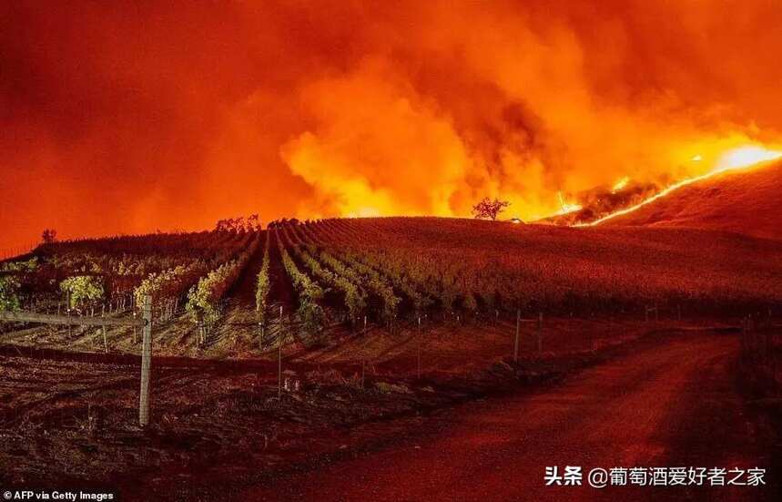 加州酒鄉再遇大火，納帕、索諾瑪葡萄園再次成為重災區