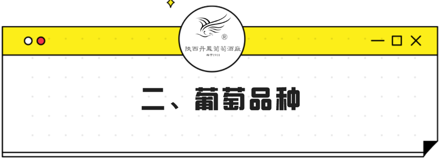 掌握這些知識，讓你迅速找到一款適合自己的葡萄酒？