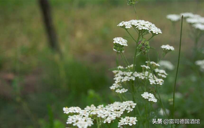 雷司令種植葡萄的革新開創者 Bürklin柏克林酒莊