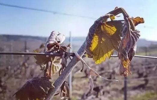 它經歷了七大磨難才來到你面前！