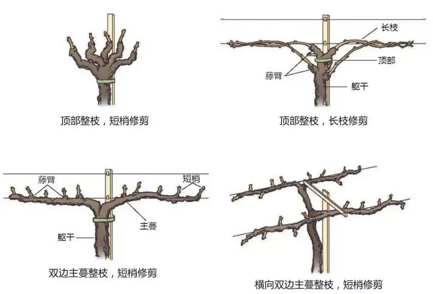 多老才算老藤，老藤葡萄酒為什么更貴？