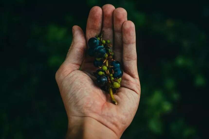 紅酒就貴在酸澀苦，不喝你就虧大咯