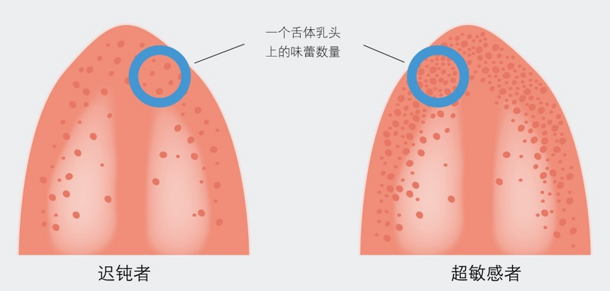 味蕾：遺傳的品嘗優勢，快來圍觀一下你的味蕾屬于那種類型、