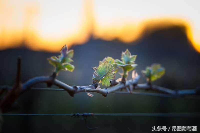 解讀波爾多“副牌”葡萄酒，我猜你不知道這些！