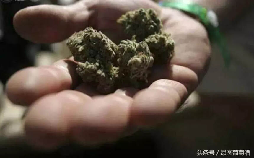 大麻也能釀酒了？歪果仁都這么會玩嗎？