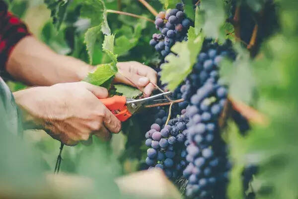 葡萄酒里的“酸度”為何如此重要？