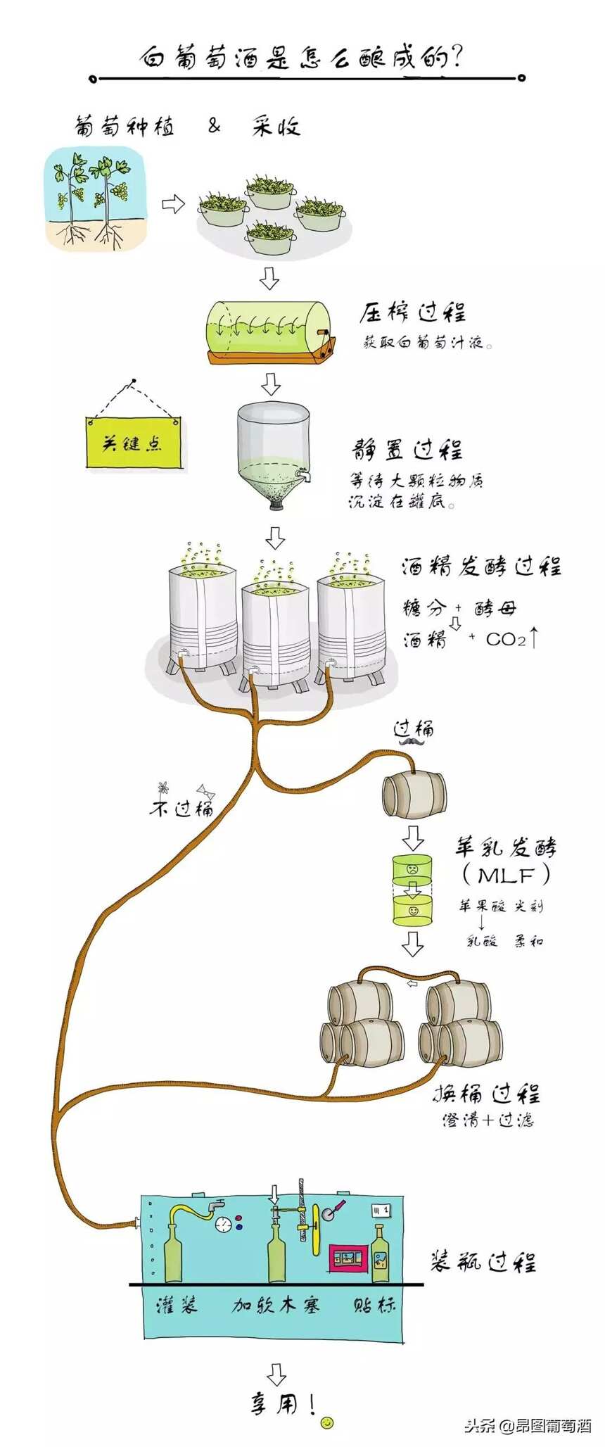 神奇！紅葡萄品種可以釀造出白葡萄酒，一幅圖展現釀造完整過程！