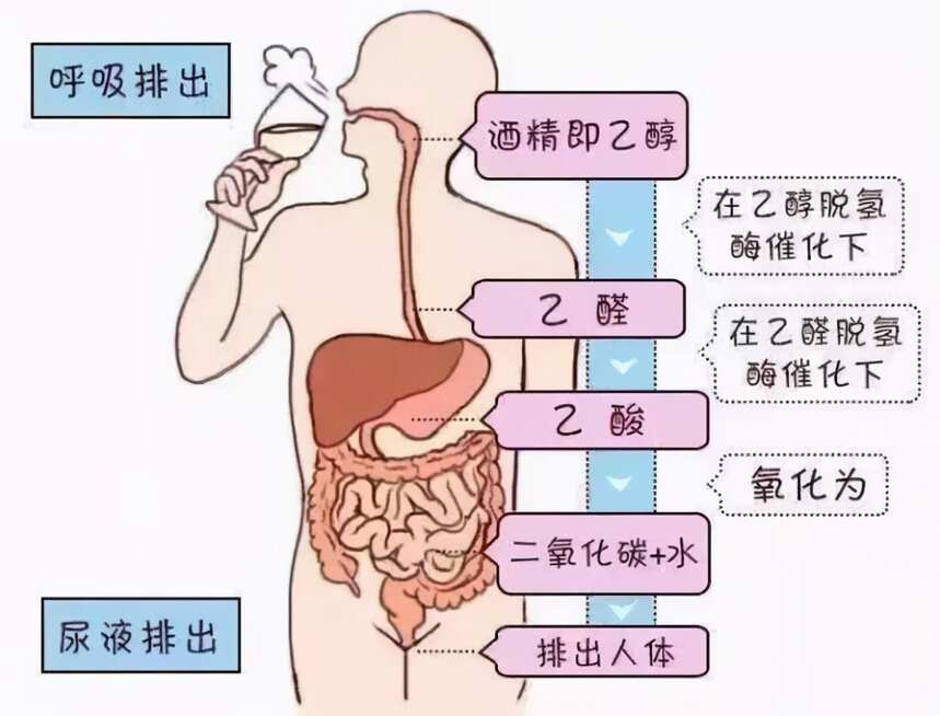 酒量能不能練？臉紅臉白和酒量有關嗎？