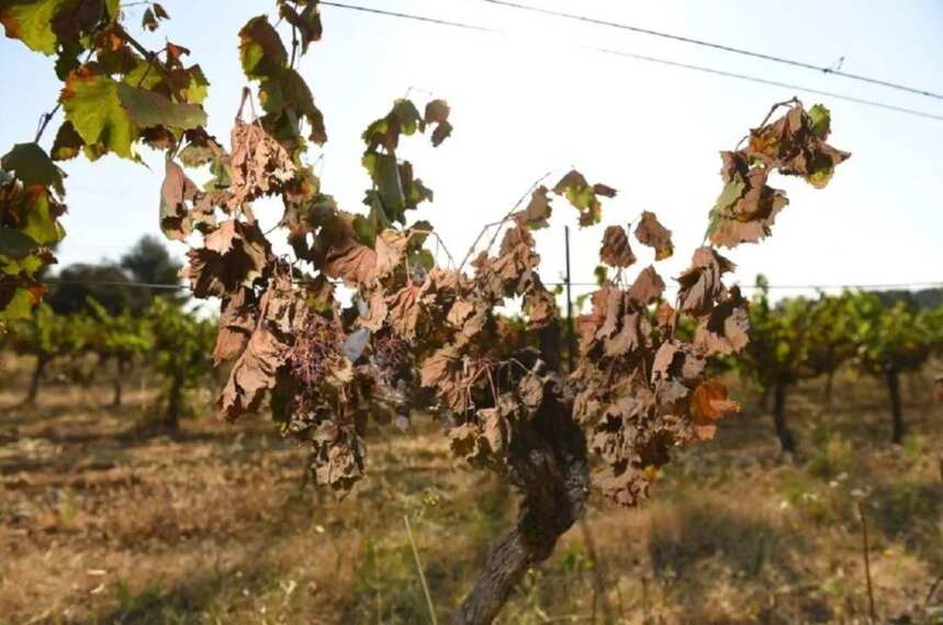 歐洲葡萄園面臨40℃高溫“烤”驗，未來葡萄酒會漲價嗎？