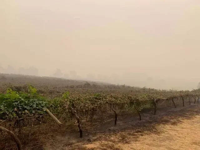 澳洲山火持續，澳洲葡萄酒還好嗎？