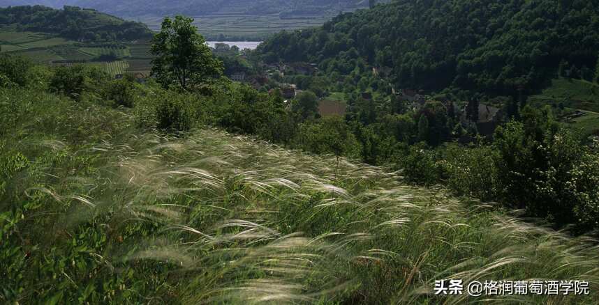 綠蜥蜴、獵鷹、羽毛草，奧地利葡萄酒的分級竟如此有趣