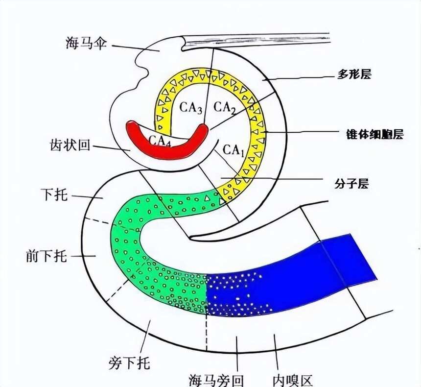 為什么喝酒會“斷片”？到底是好事還是壞事？