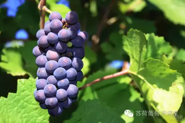 西西里島西拉：葡萄酒大賽金獎 橡木桶熟化8個月 濃郁成熟水果味