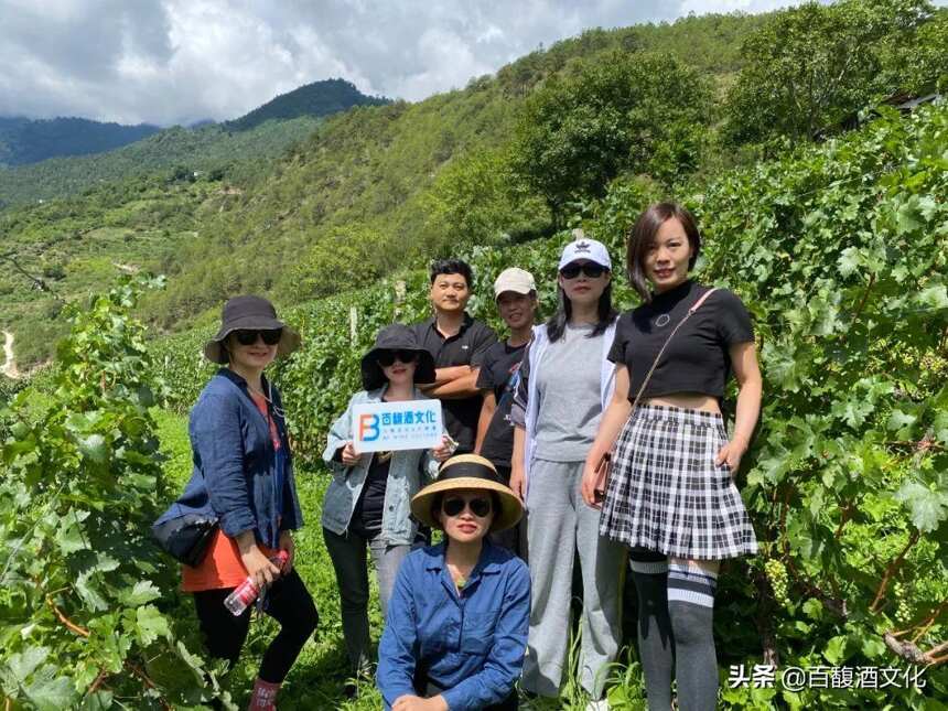 前四大會計師事務所稅務合伙人安潔，香格里拉葡萄酒產區研學感受