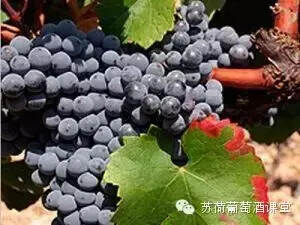 里奧哈拉森大叔：橡木桶陳年24個月 瓶中熟成36個月 限量佳釀