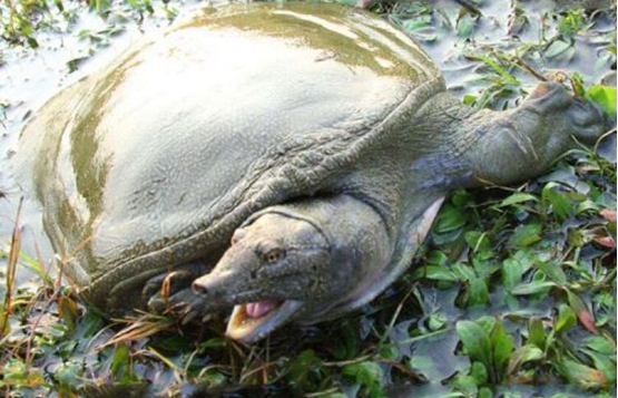 曾吉輝科學規模養殖甲魚全產業鏈覆蓋