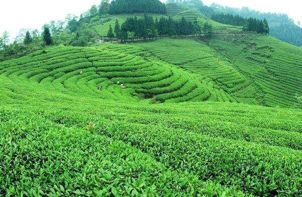 天府龍芽世界分享 川茶集團創新催生新品牌