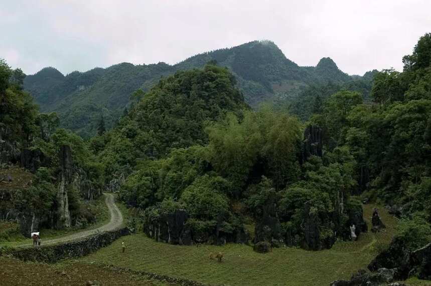 筠連黃牛：富氧富硒富饒地 好山好水好筠牛