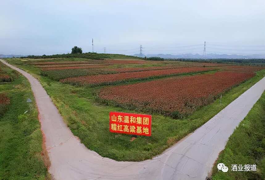 高粱紅了！從蔡莊成功出圈的那片中國紅