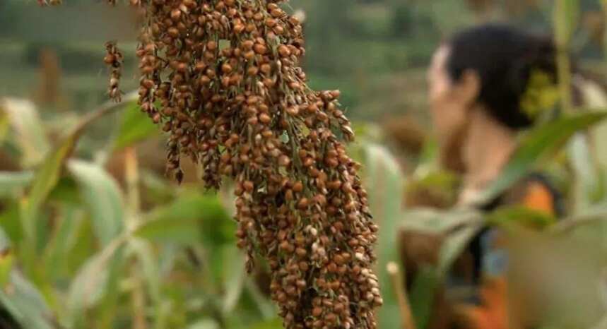 從神秘的茅臺到驚艷的「大燒坊」